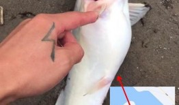 钓鱼人卷毛 爆料视频大全,揭秘钓鱼技巧与心得分享